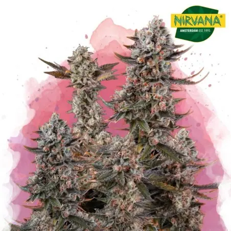 Lithium OG Kush Feminized Cannabis Seeds South Africa | Nirvanashop SA