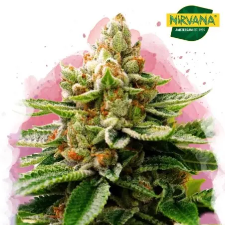 Buy LSD Feminized Cannabis Seeds South Africa | Nirvanashop SA