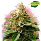 Buy LSD Feminized Cannabis Seeds South Africa | Nirvanashop SA