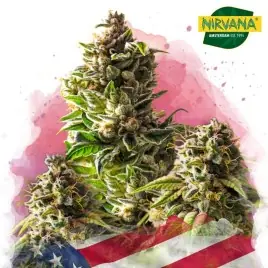 Mango Kush Feminized Marijuana Seeds South Africa| Nirvanashop SA