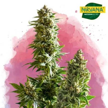 Master Kush Feminized Cannabis Seeds In South Africa | Nirvana Shop SA