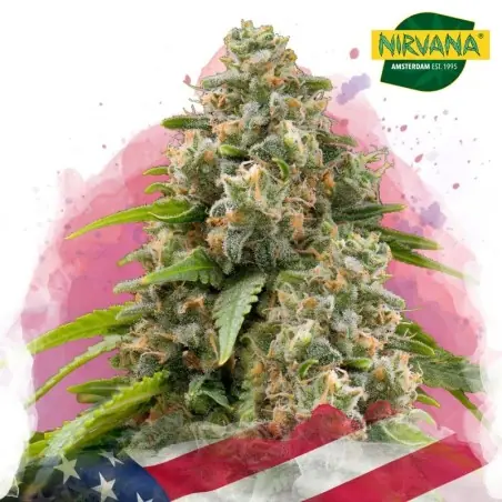 Matanuska Feminized Marijuana Seeds in South Africa | Nirvanashop SA