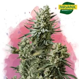 Misty Kush Feminized Cannabis Seeds In South Africa | Nirvanashop SA