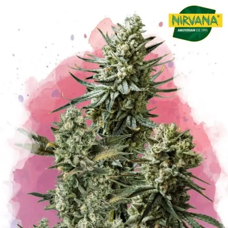 Misty Kush Feminized Cannabis Seeds In South Africa | Nirvanashop SA